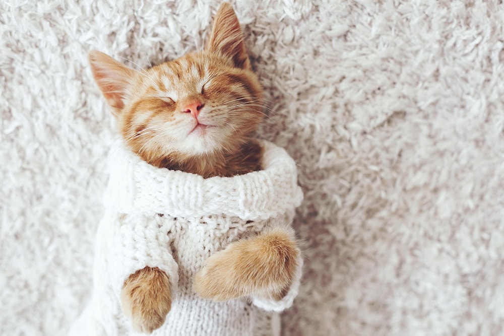 cat2